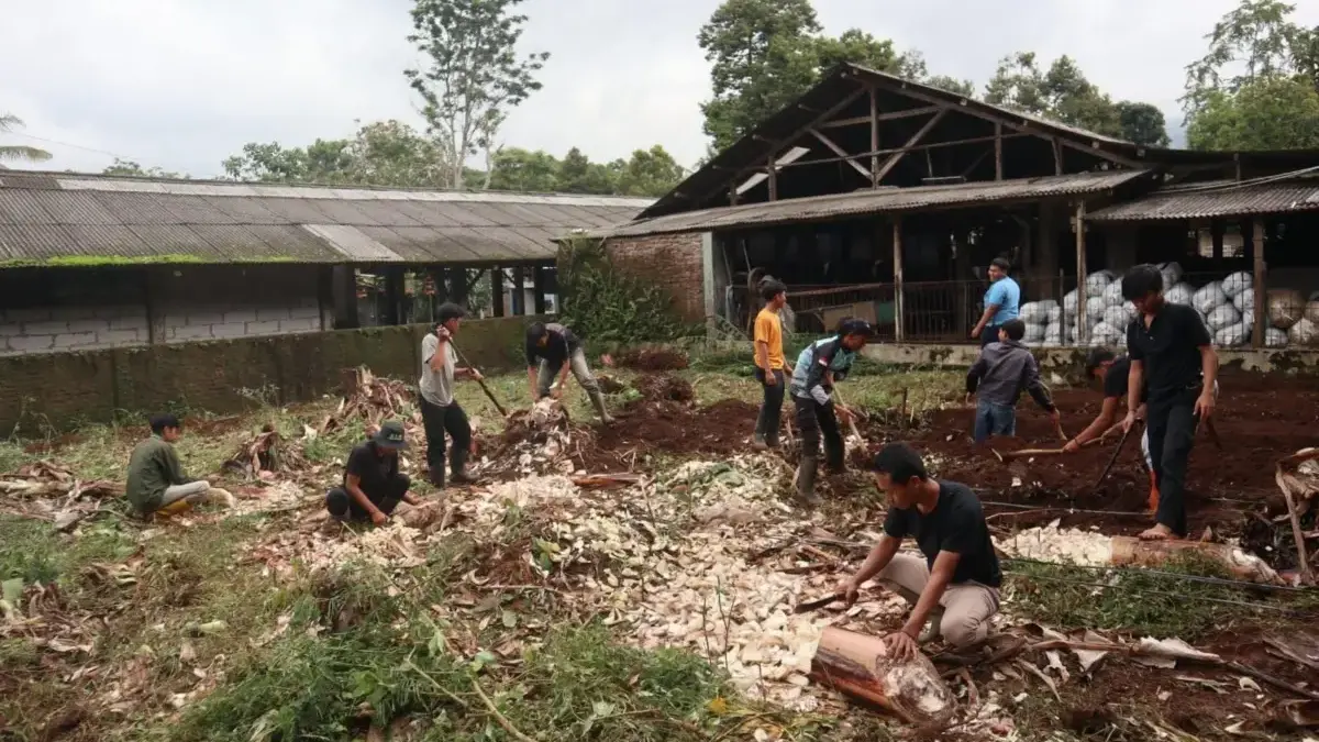 Puluhan Petani Milenial Digembleng Olah Kotoran Sapi Jadi Pupuk Organik pupuk kompos