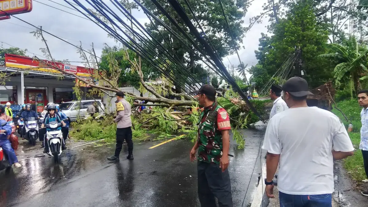 Pohon Tumbang Tutup Jalan Nasional Kuningan-Cirebon, Lalu Lintas Sempat Lumpuh Total Ist/bpbd kuningan