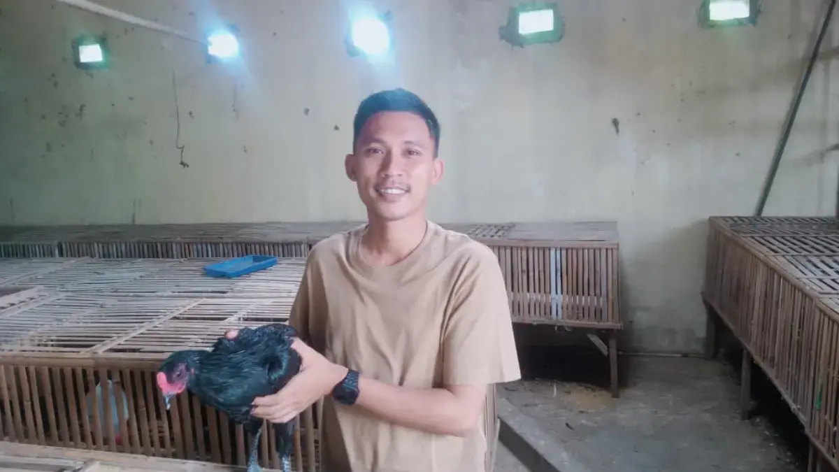 Dari 25 Ekor Ayam Menuju 7.000, Perjalanan Kasadi Membangun Usaha Ayam Kampung di Pabean Udik peternak sukses di Indramayu