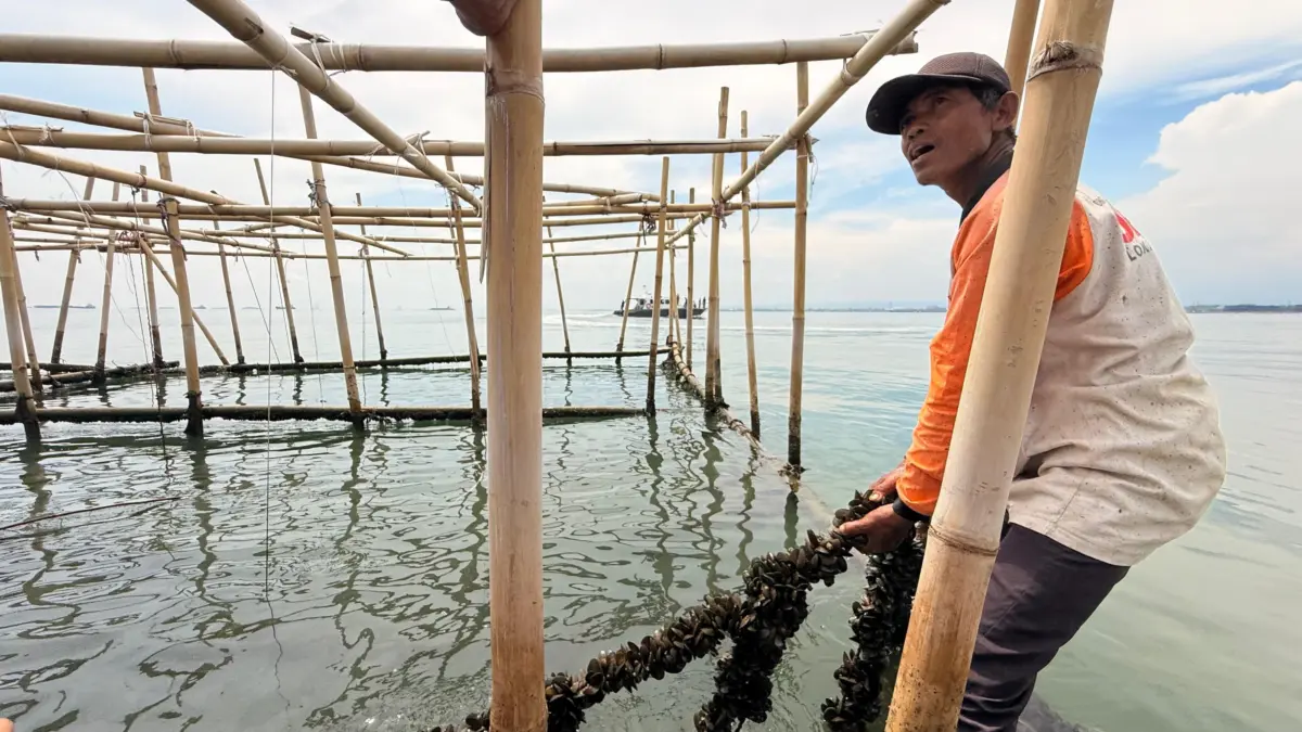 Manfaat Rumpon Baru Dongkrak Produksi Nelayan, Panen Kerang Hijau pun Lebih Cepat Budidaya kerang hijau