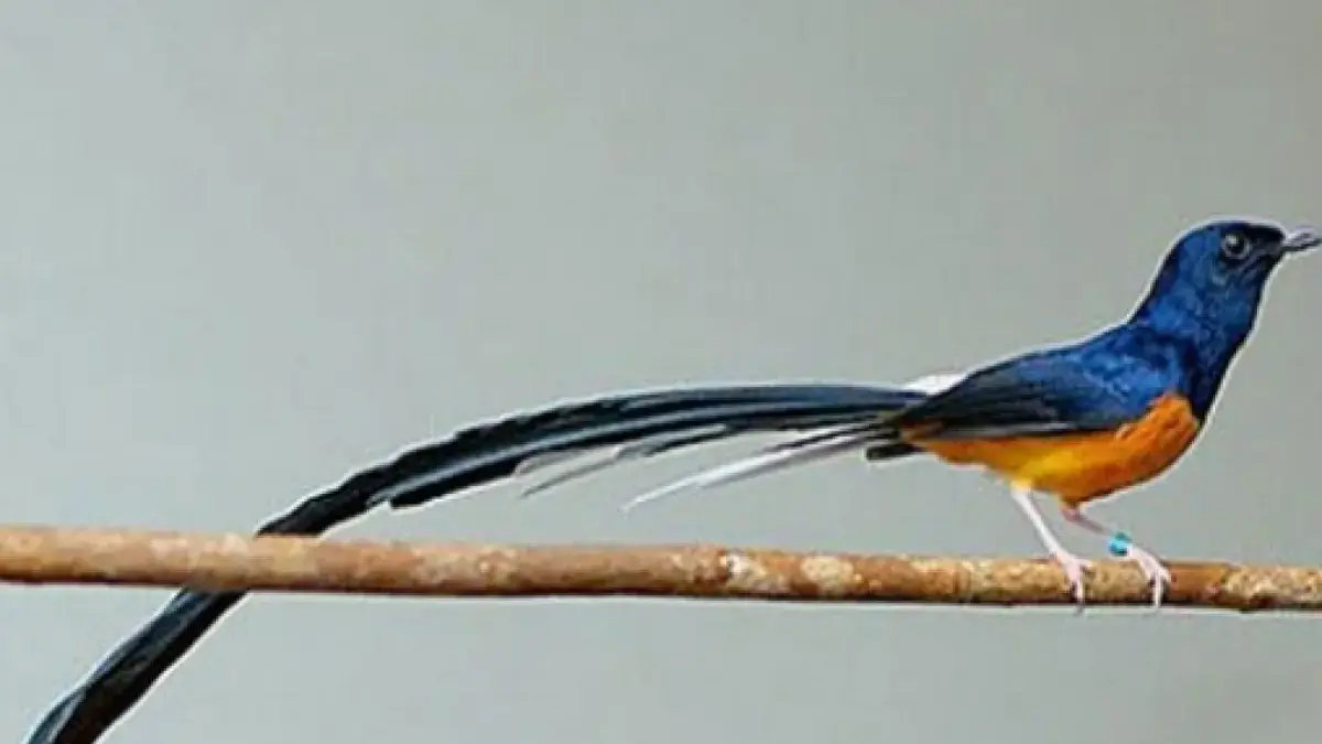 Burung Unik dengan Harga Fantastis! Yuk, Simak Ulasannya! Burung Murai Batu