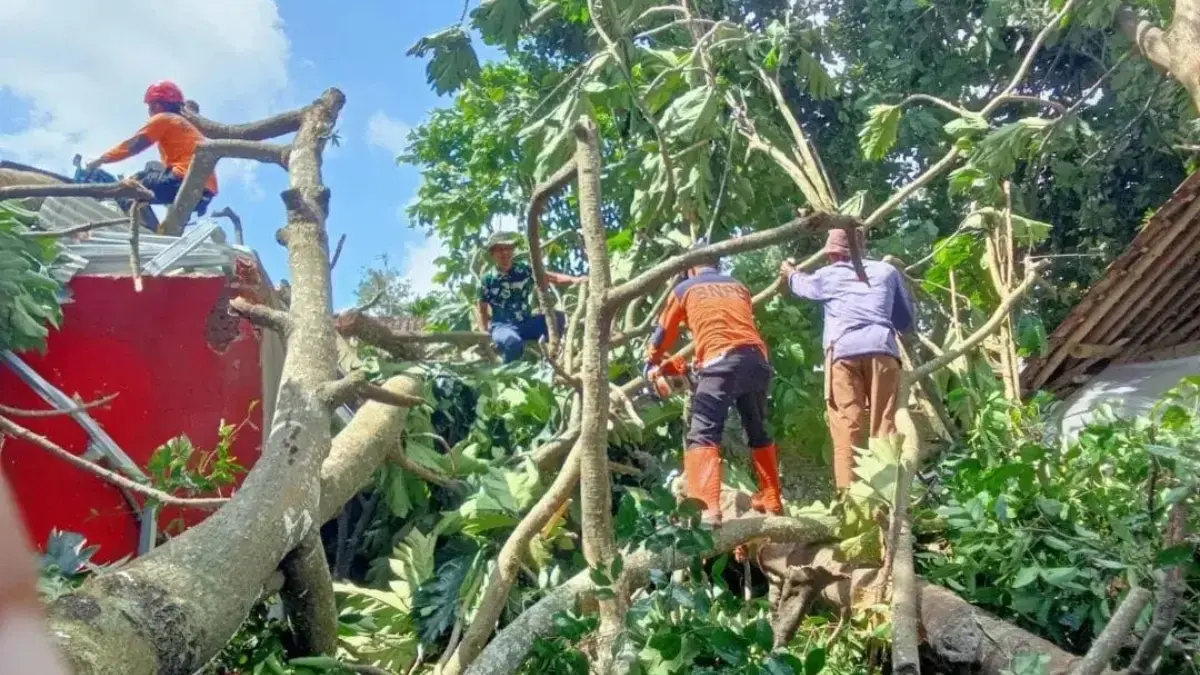 pohon tumbang menimpa rumah