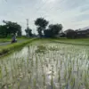 Sawah di Kota Cirebon Terancam Punah
