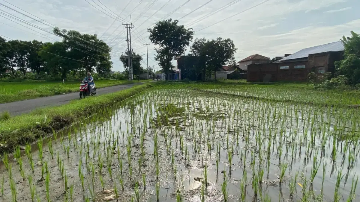 Sawah di Kota Cirebon Terancam Punah