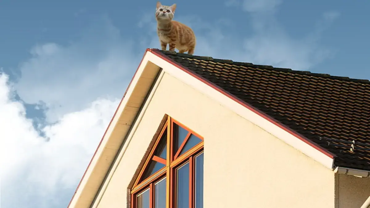 cara turunkan kucing di atap genteng