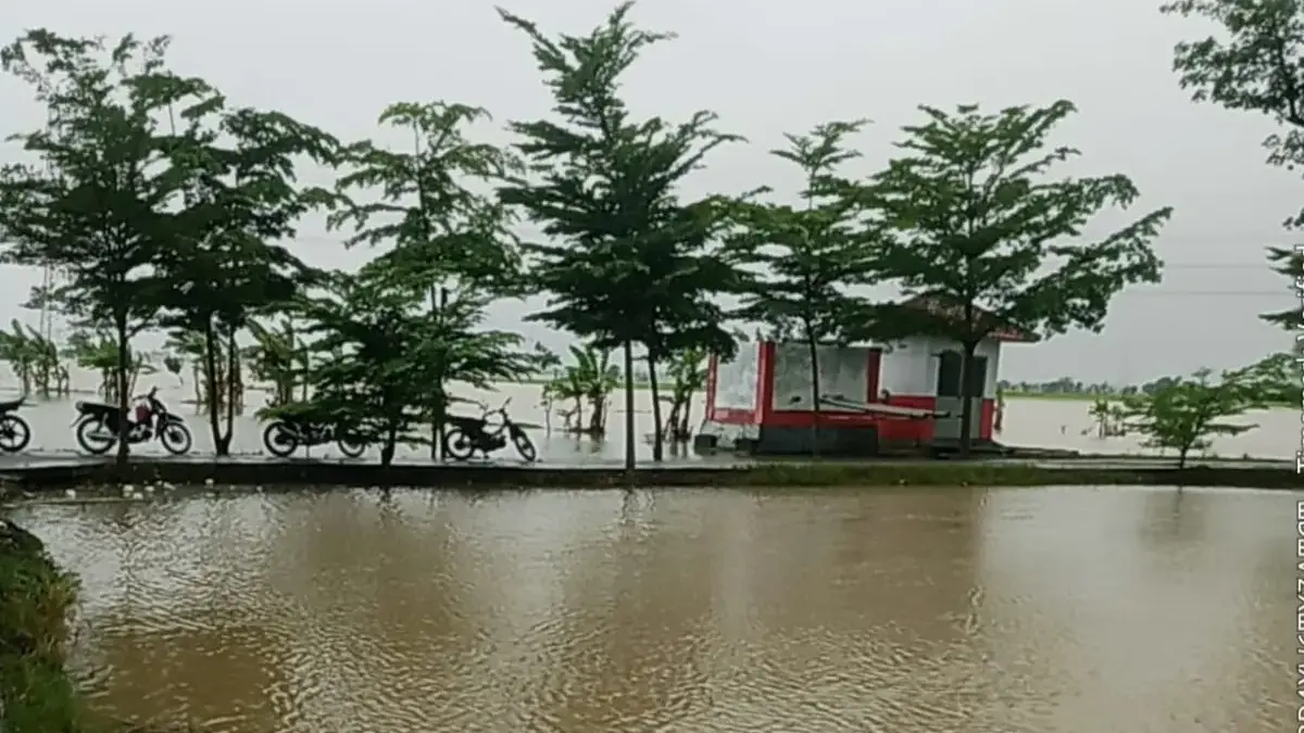 Curah Hujan Tinggi, Ratusan Hektare Sawah di Indramayu Terendam Banjir, Petani Terancam Tanam Ulang Kabupaten Indramayu terendam air