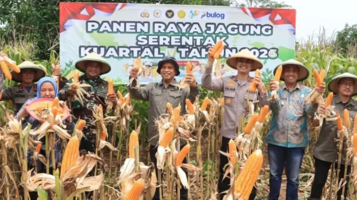 panen jagung di Desa Mekarwaru