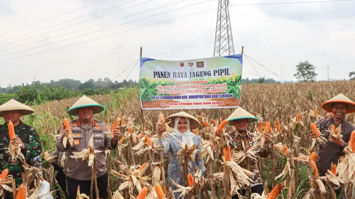 panen jagung