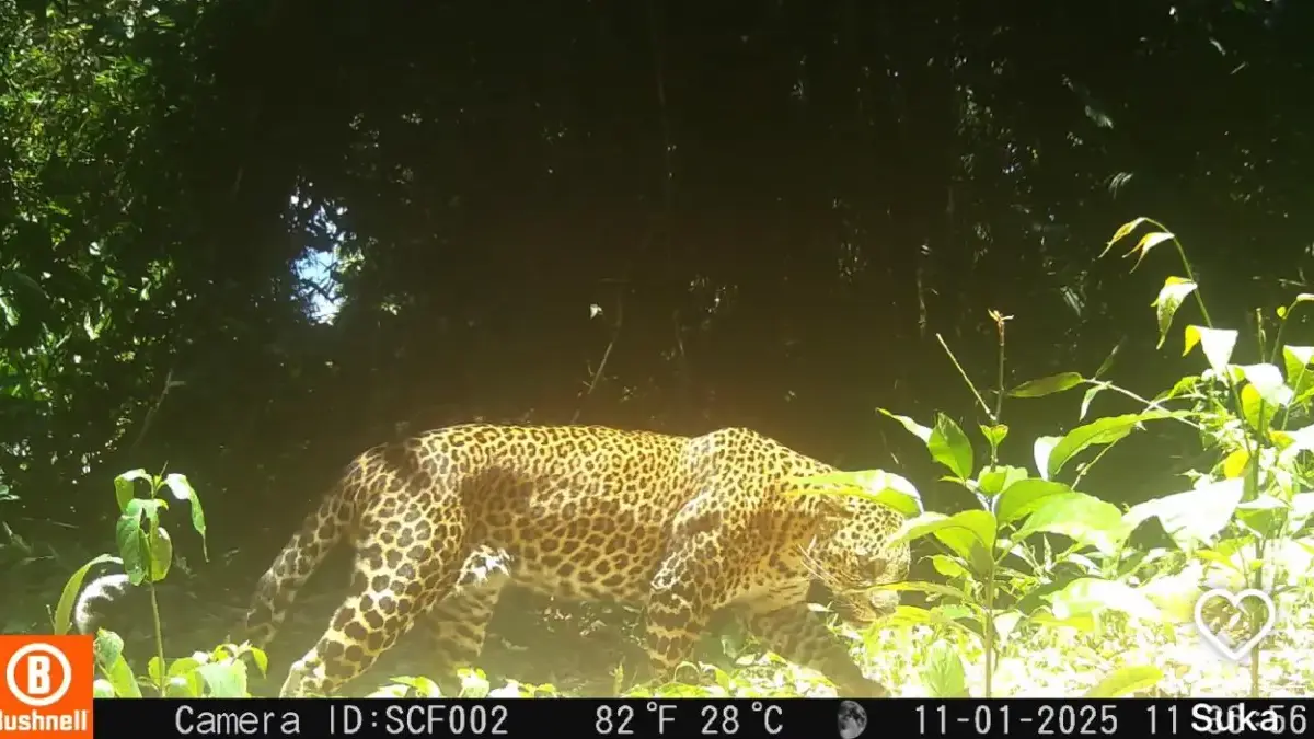 KDM Marah Besar, Perburuan Liar di Sanggabuana Sudah Keterlaluan, Sasarannya Macan Tutul macan tutul sanggabuana