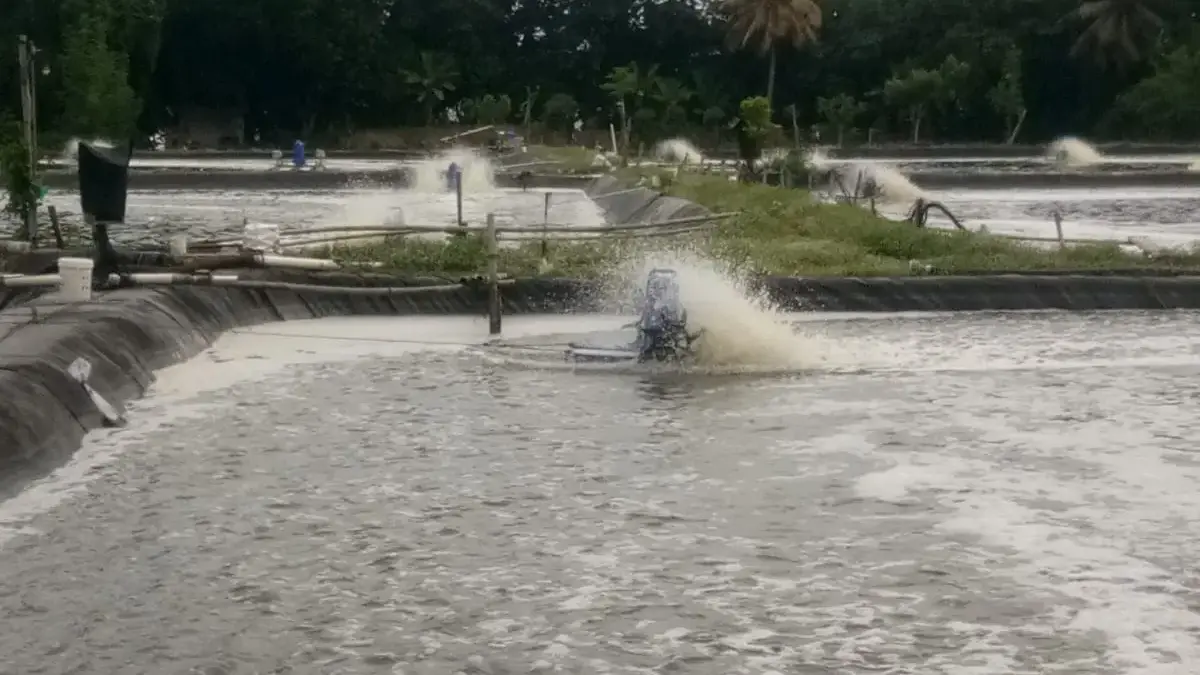 tambak udang di jawa barat