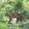 macan tutul gunung sanggabuana