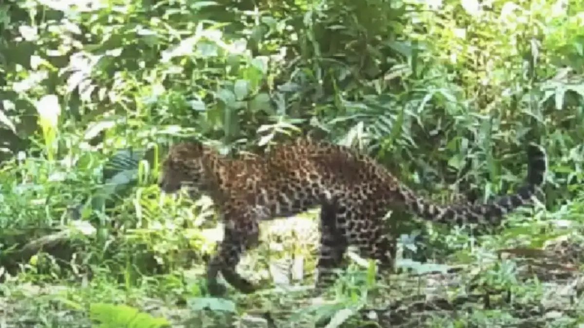 macan tutul gunung sanggabuana
