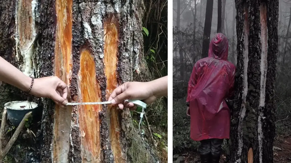 penyadapan getah pinus gunung ciremai