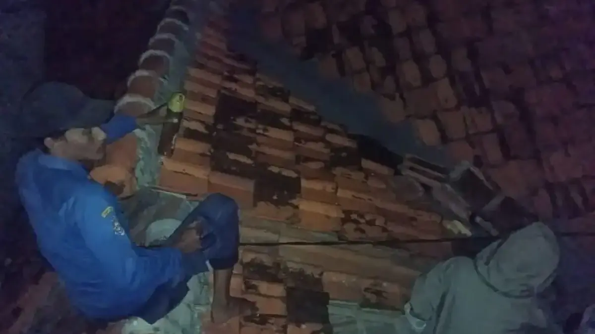 evakuasi sarang tawon