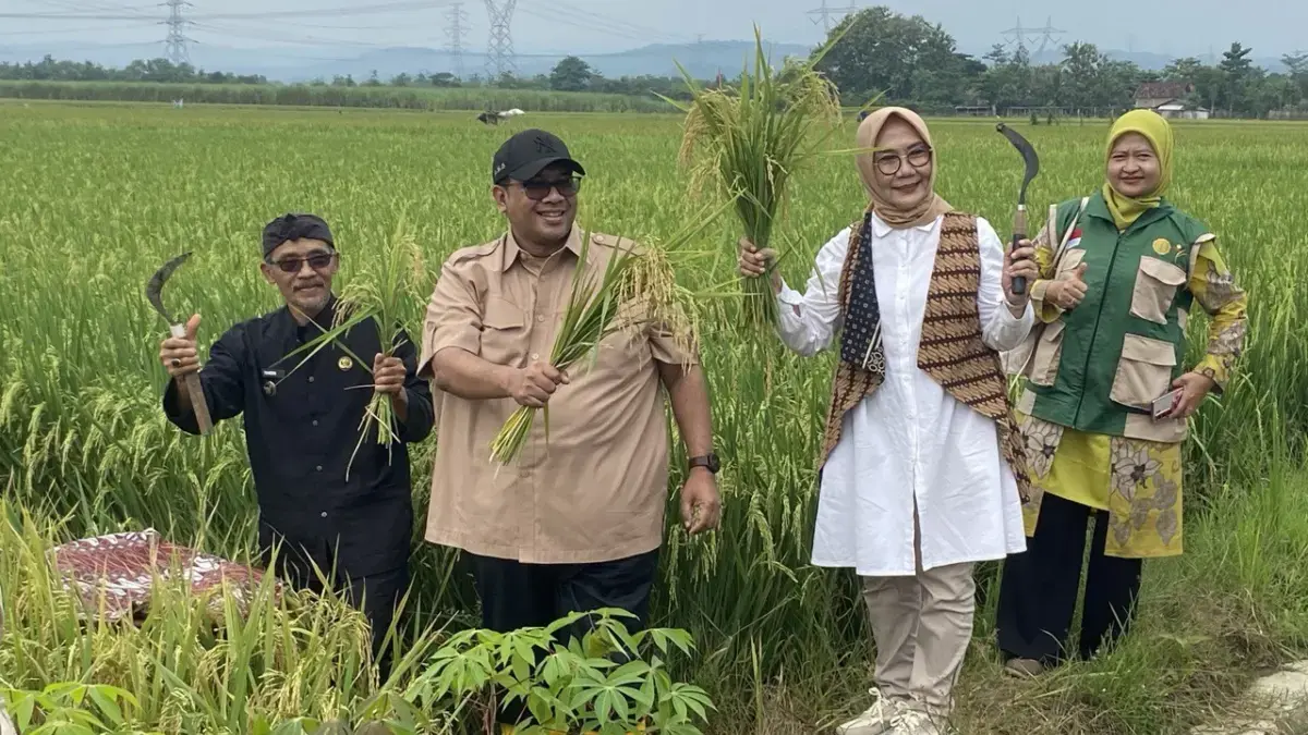 George Edwin Sugiharto Panen Raya Padi George Edwin Sugiharto