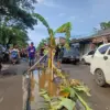 Warga Tanam Pohon di Jalan Berlubang