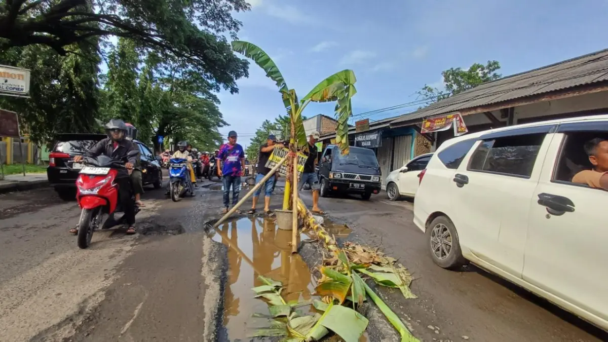 Protes Kerusakan Ruas Kanci-Sindanglaut, Warga Tanam Pohon di Jalan Berlubang Warga Tanam Pohon di Jalan Berlubang