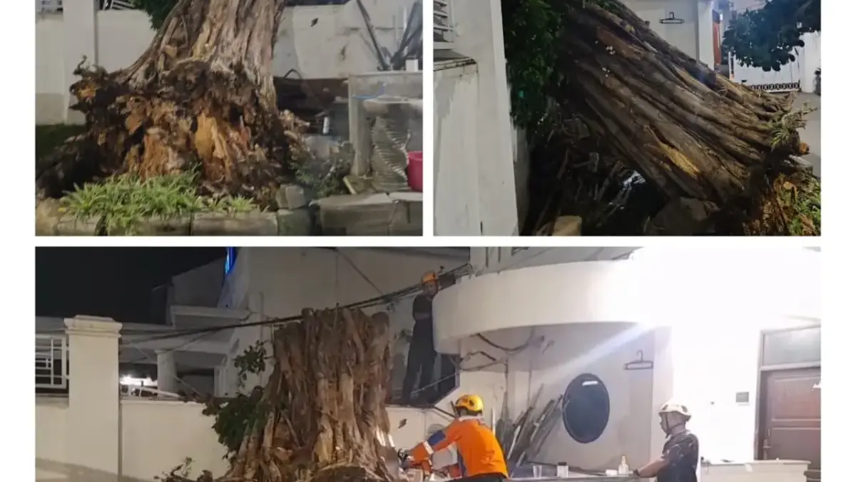 pohon beringin rumah dinas walikota cirebon tumbang