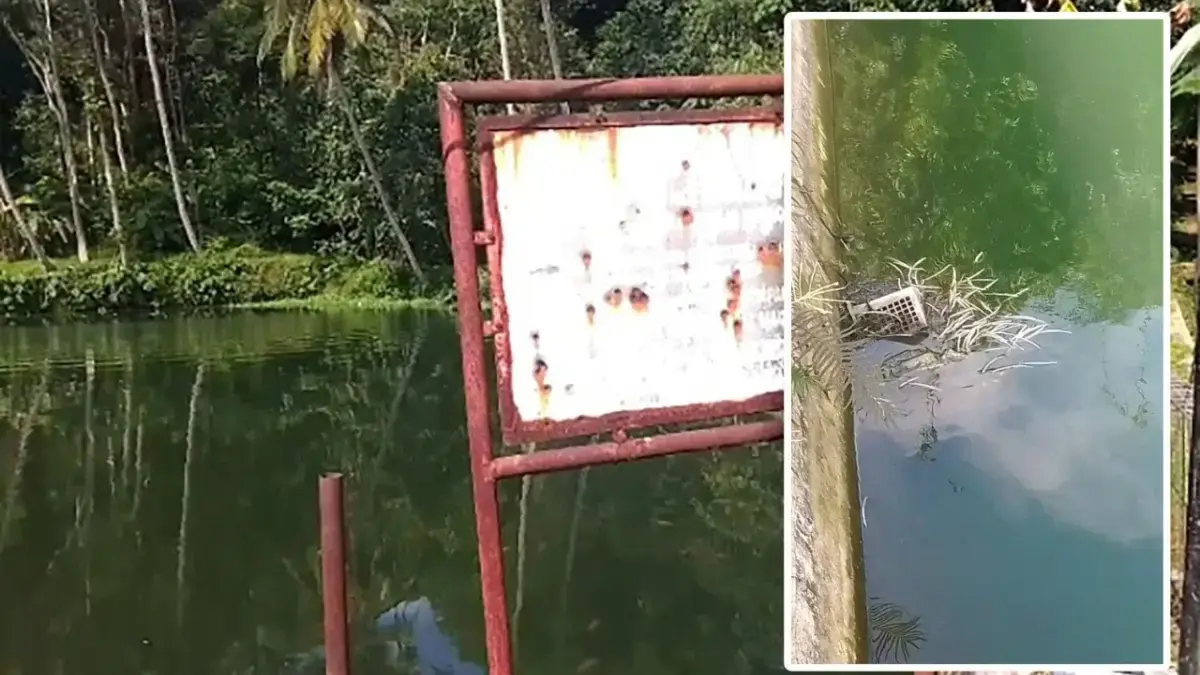 Situ Cikolet Ragawacana Kuningan Tercemar Limbah Ayam, Warga Mengeluh Bau situ cikolet tercemar limbah ayam