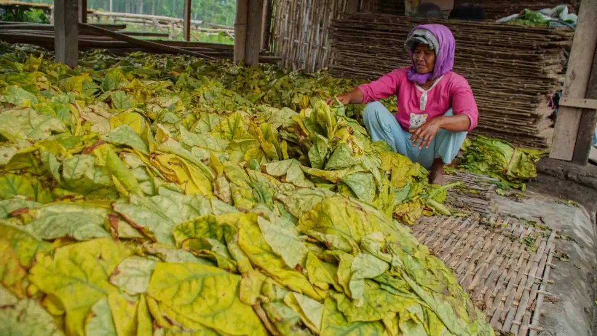 Dua varietas tembakau unggulan, Liong dan Genjah Lilin, resmi terdaftar secara nasional setelah mengantongi Ta
