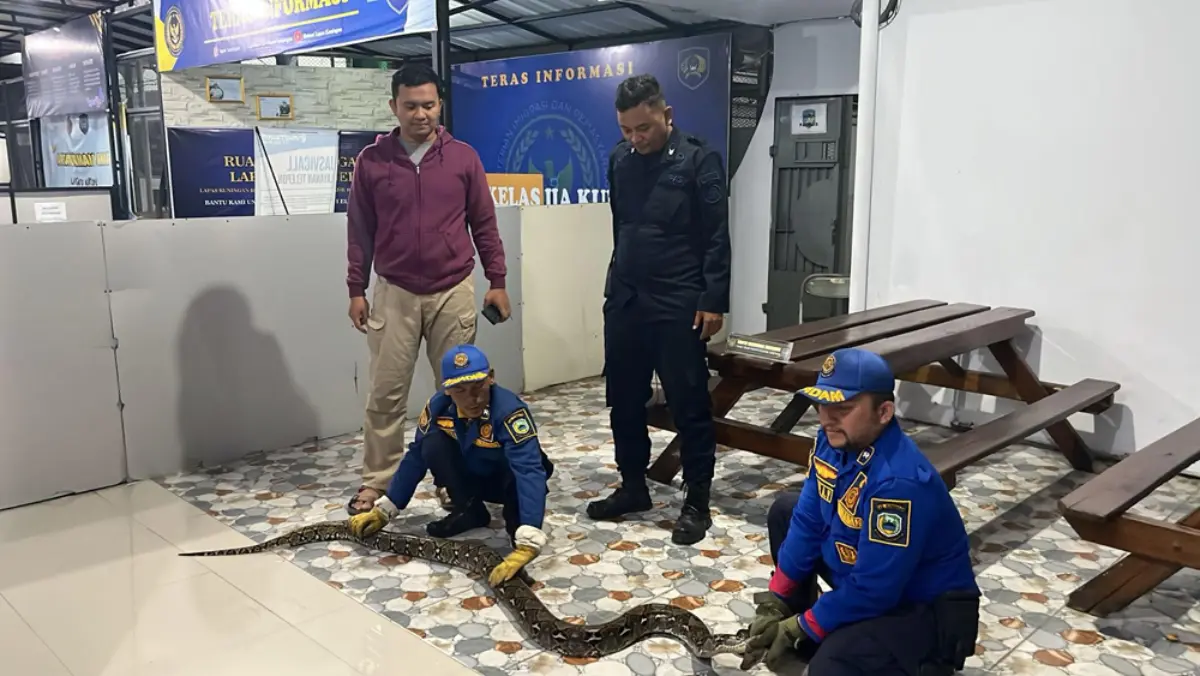 Lapas Kuningan Diteror Sanca 3 Meter, Damkar Evakuasi Dramatis Tengah Malam Ular Sanca di Kuningan.jpg