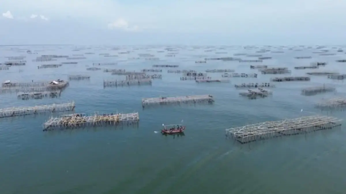 budidaya kerang hijau di cirebon