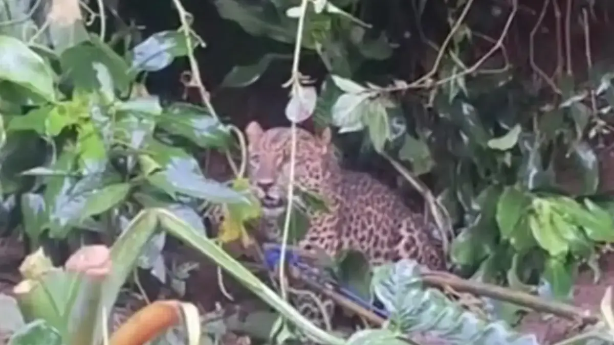 macan tutul gunung mas