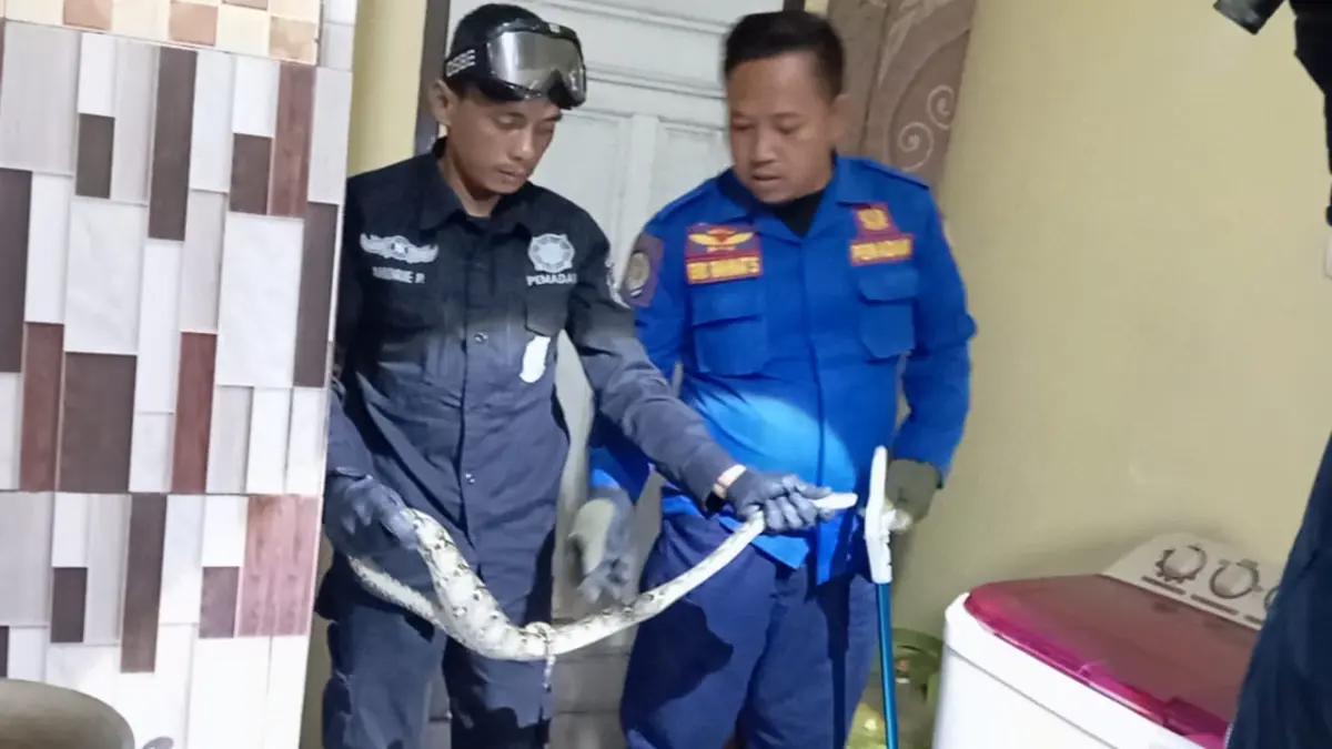 Heboh Tengah Malam, Anak Ular Sanca Masuk Dapur Rumah Warga Sampora Cilimus ist