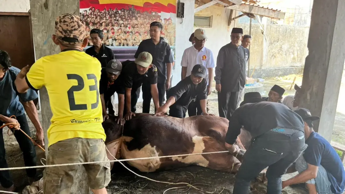 Sapi Limosin Presiden Prabowo 1,2 Ton Warnai Kurban di DPC Gerindra Kuningan Ist