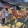 Sapi Kurban Prabowo Hadir di Kabupaten Cirebon