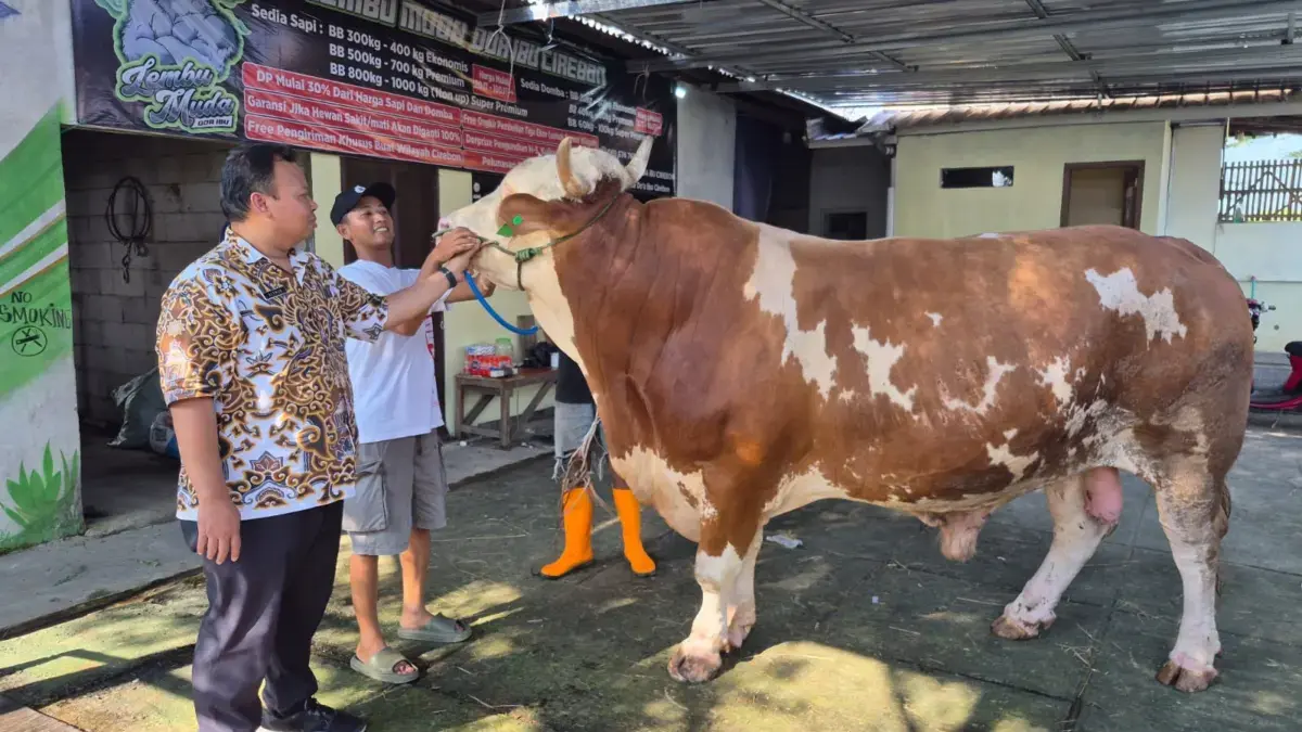 Sapi Kurban Prabowo Hadir di Kabupaten Cirebon
