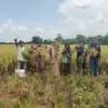 kegiatan ubinan