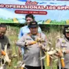 panen raya jagung bersama Presiden RI Prabowo