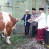 sapi kurban Bupati Cirebon