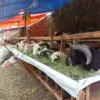 Hari Raya Idul Adha 1447 Hijriyah