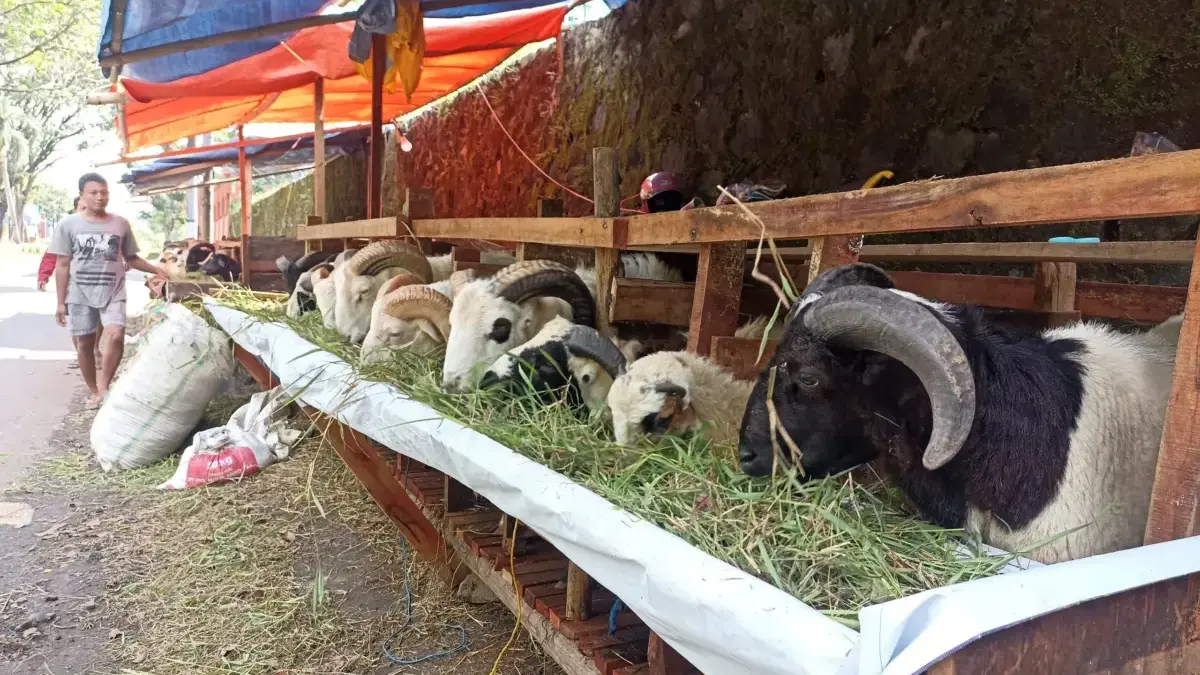 Hari Raya Idul Adha 1447 Hijriyah