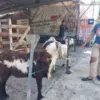 Penjual hewan kurban
