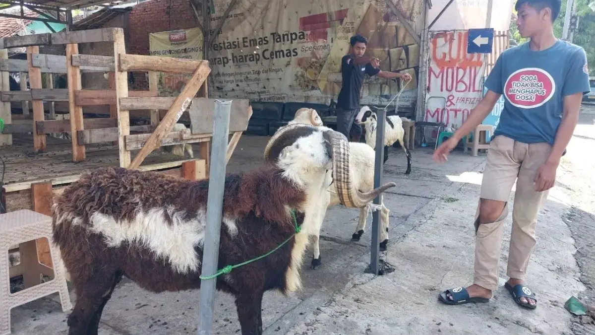 Penjual hewan kurban