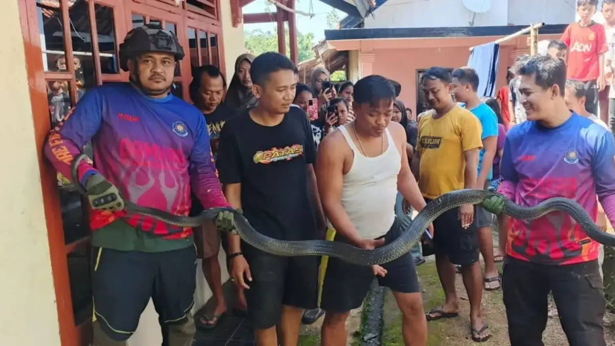 King Kobra 3,5 Meter Gegerkan Warga Kuningan, Damkar Berjibaku Evakuasi dari Gorong-gorong Ist