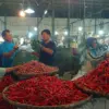 Harga cabai yang menembus Rp100 ribu per kilogram