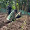 KWT Sekar Tani Desa Kongsijaya