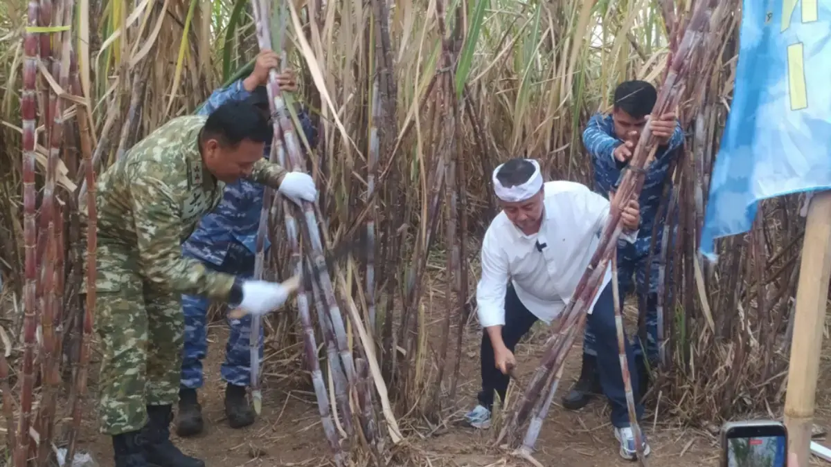 Panen Raya Tebu Fase Pertama di Desa Sumber Kulon Majalengka Panen tebu