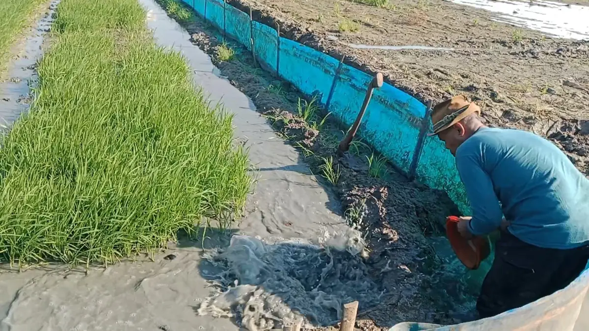 Dampak El Nino "Godzilla", Petani di Indramayu Berebut dan Mengawal Pasokan Air Petani indramayu kekeringan