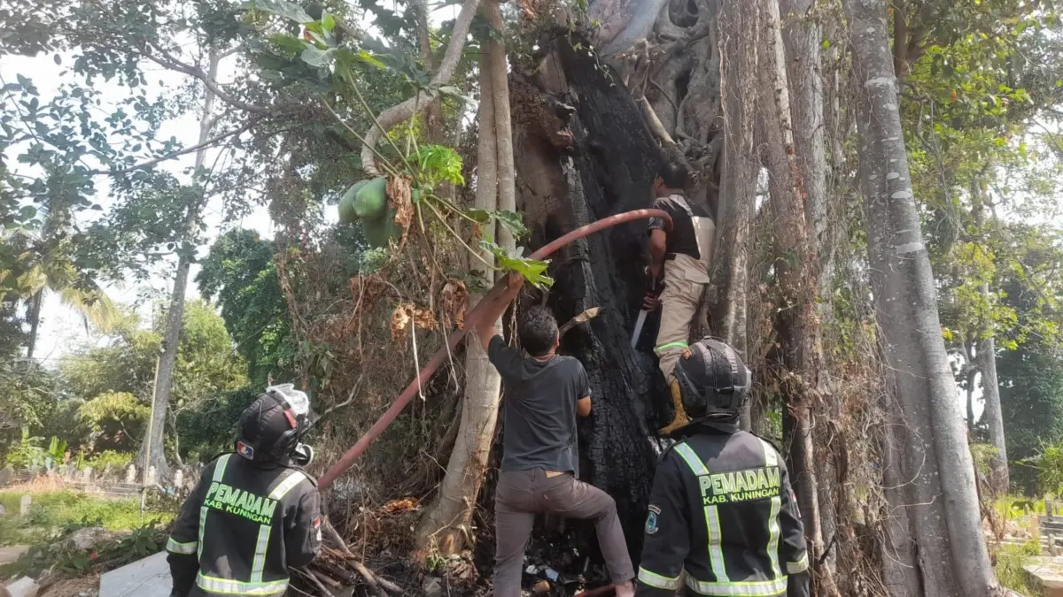 Pohon Beringin Raksasa di TPU Sindangsari Kuningan Terbakar, Diduga Akibat Pembakaran Sampah Ist