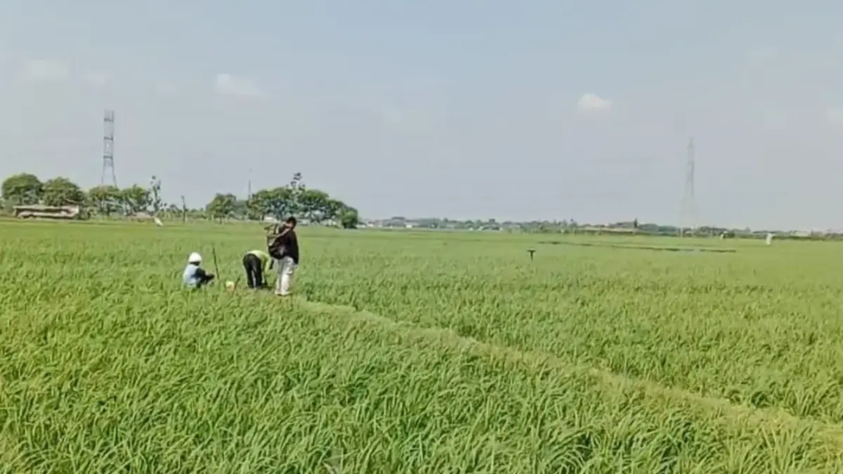 Belasan Ribu Hektare Sawah di Wilayah Indramayu Barat Terancam Krisis Air krisis air indramayu.
