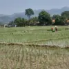 Andalkan Pompanisasi Hadapi Kemarau Ekstrem menanam padi
