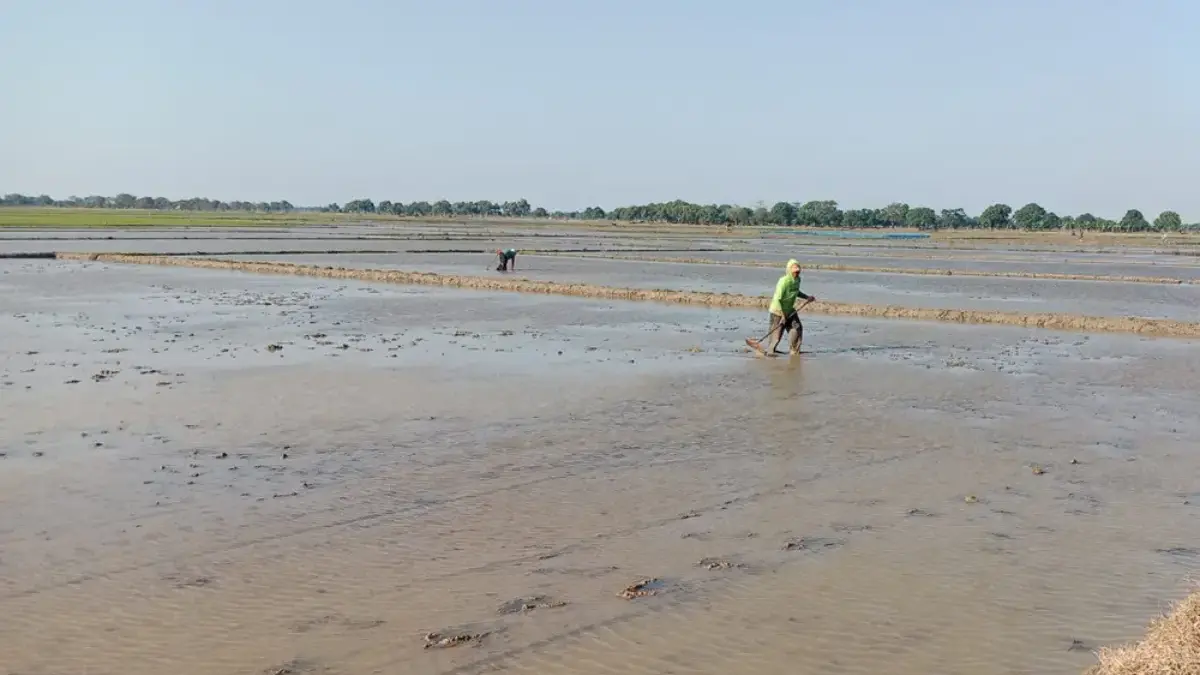 UPT DKPP Minta Petani Maksimalkan Jadwal Gilir Air Agar Tidak Rebutan petani indramayu kesulitan air
