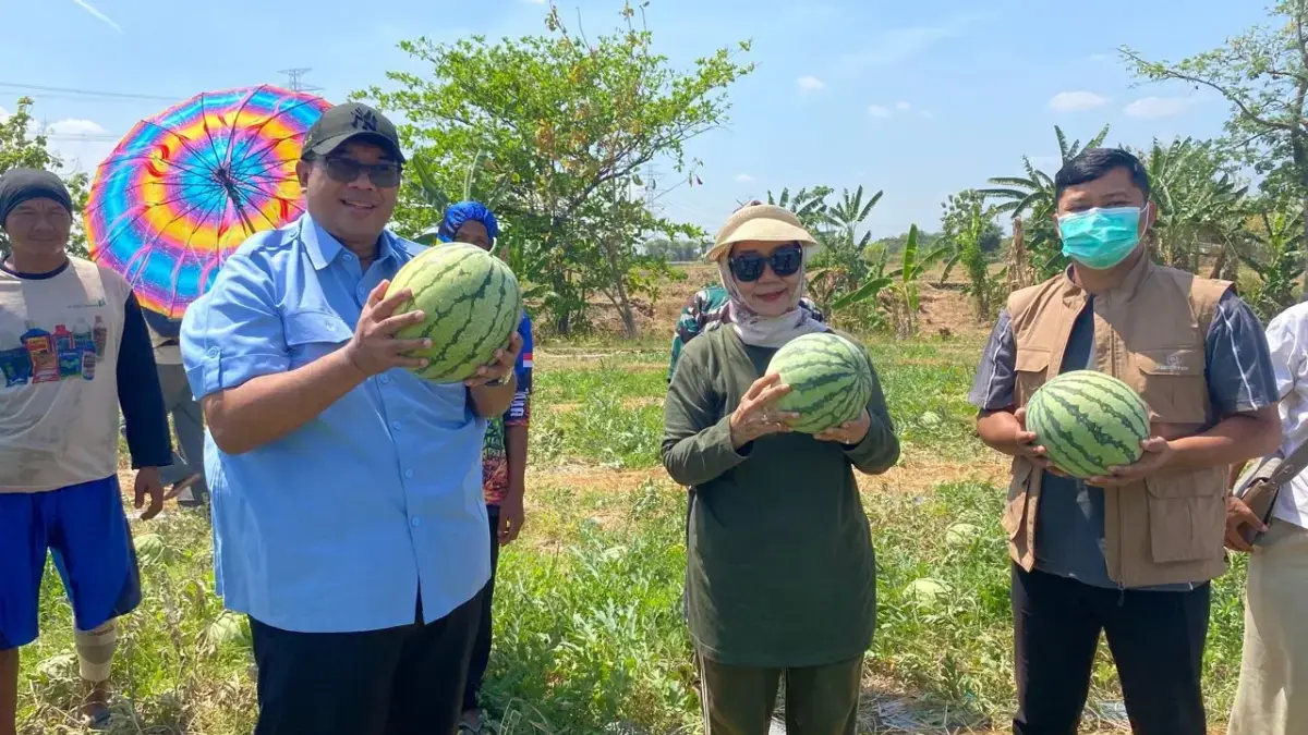 George Edwin Sugiharto Gelar Panen Raya, Semangka di Desa Blender Kabupaten Cirebon panen raya semangka