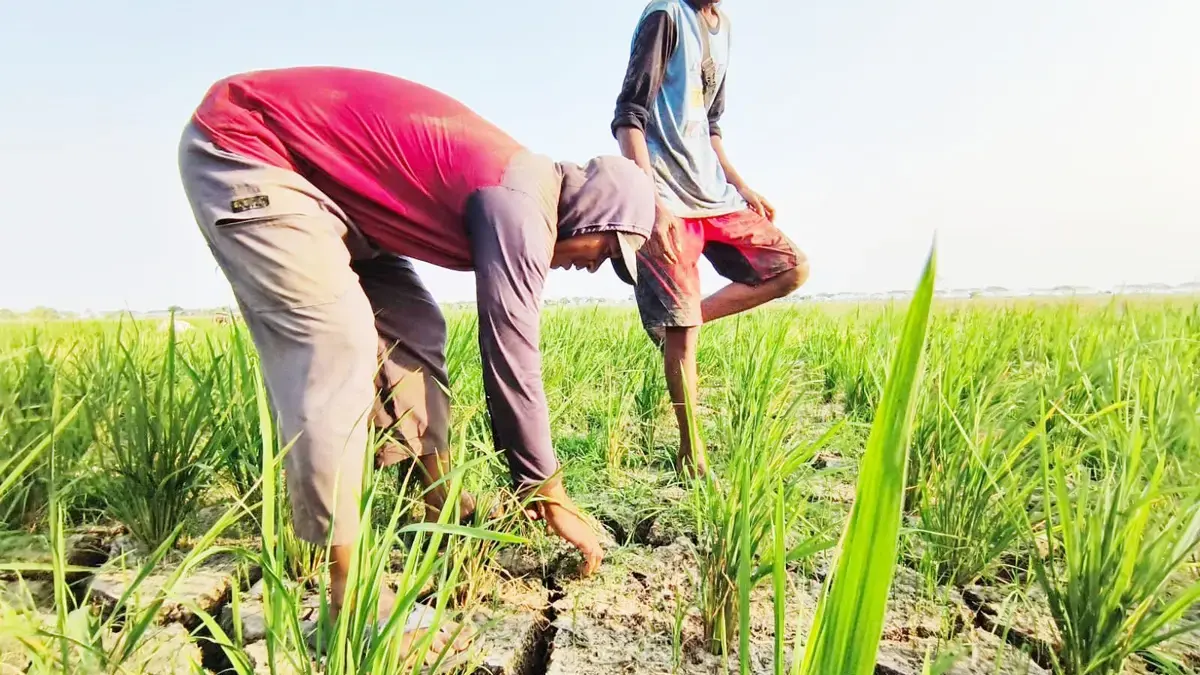 8.000 Hektare Sawah di Indramayu Berpotensi Terdampak Kekeringan Indramayu kekeringan