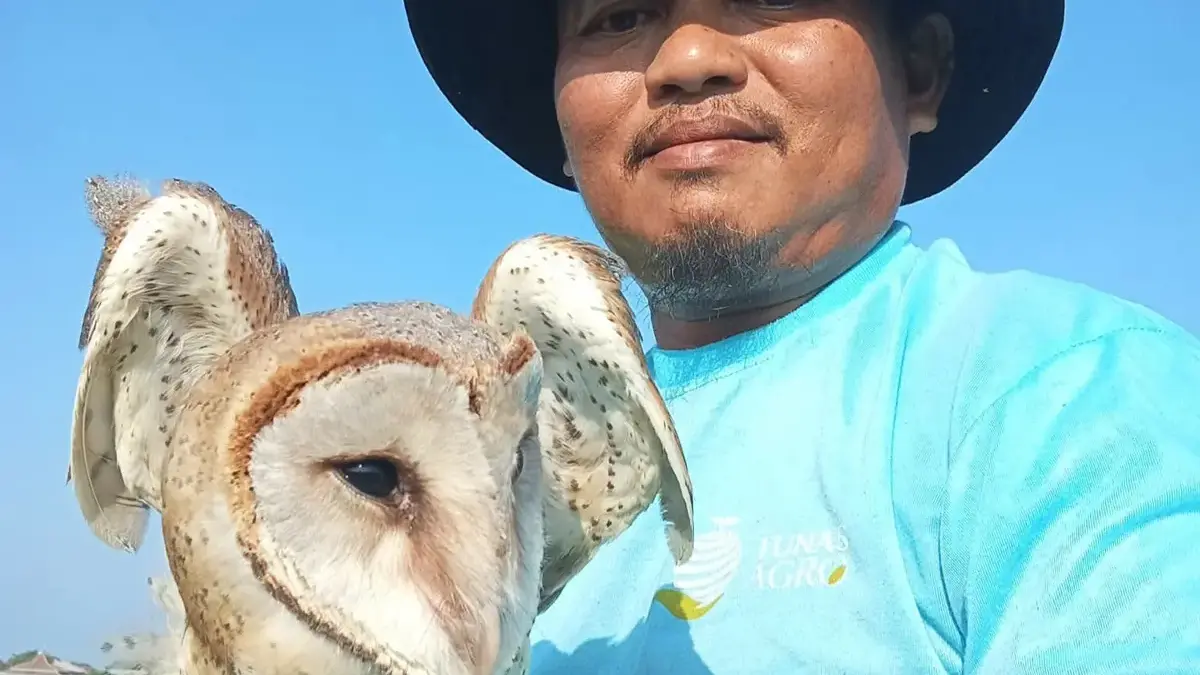 Tawin saat menyelamatkan burung hantu